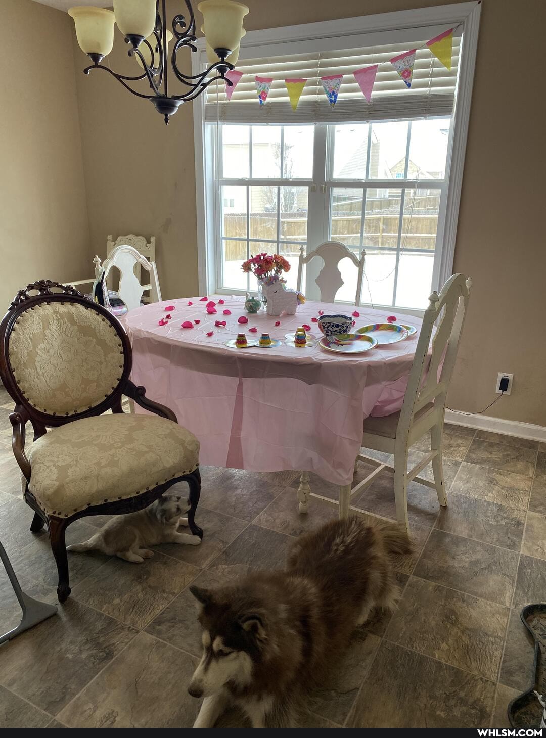 decorating, complete, little, birthday, wakes, puppy, decide