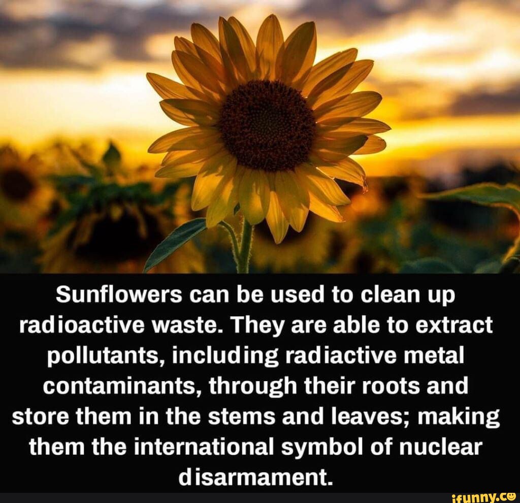 Sunflowers can be used to clean up radioactive waste. They are able to