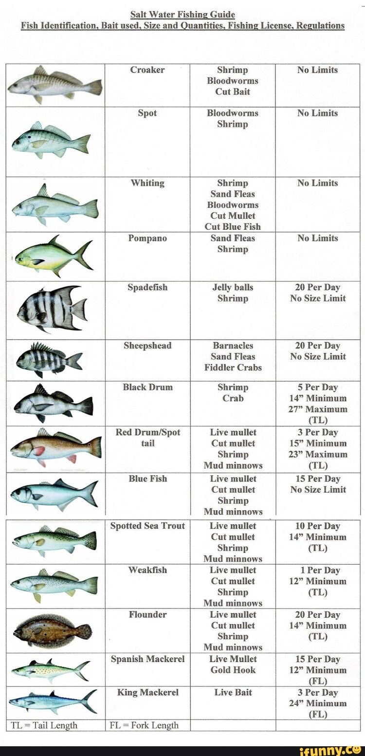 Salt Water Fishing Guide Fish Identification, Bait used, Size and ...