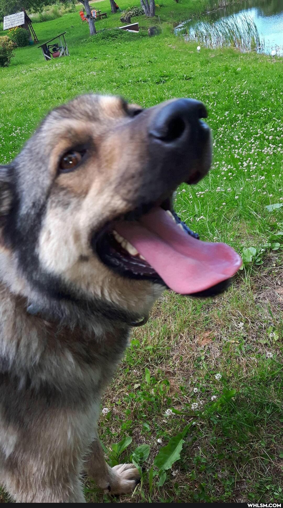 dog, aww, doggo
