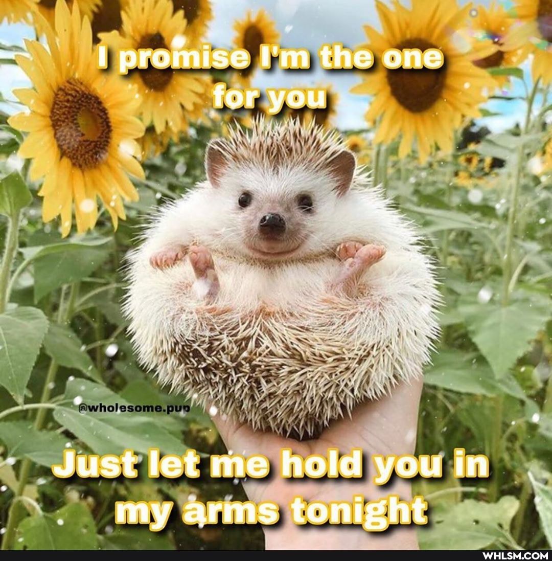 be
promise I'm the one for you
Just let me hold you in my arms tonight