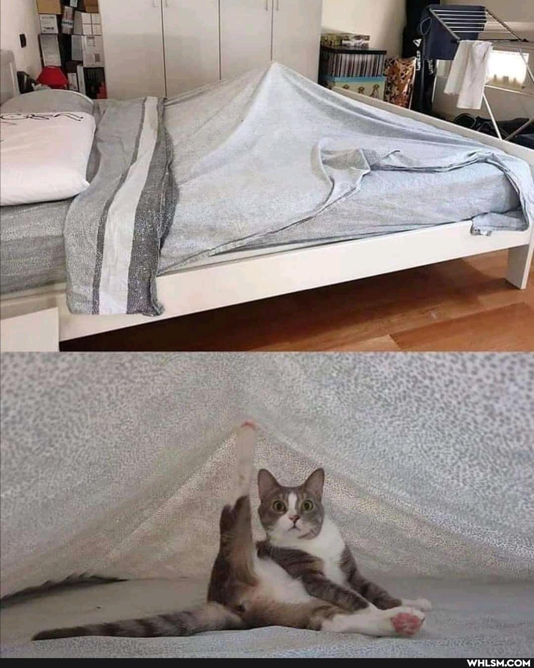 funny, cat, cats