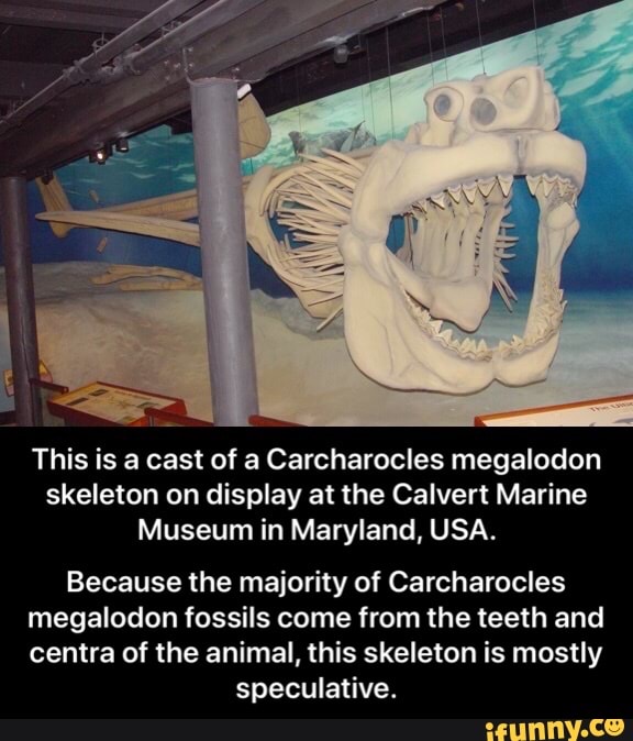 This is a cast of a Carcharocles megalodon skeleton on display at the
