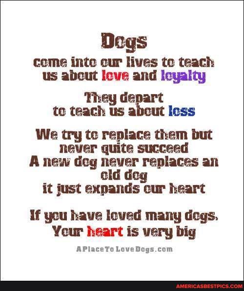 Degs come inte cur lives te teach us about leve and leyalty
They depart te teach about less
We try te replace them but never quite succeed
A new deg never replaces an eld deg it just expands cur heart
if you have leved many degs.
Your heart is very big
APlaceTo Love com