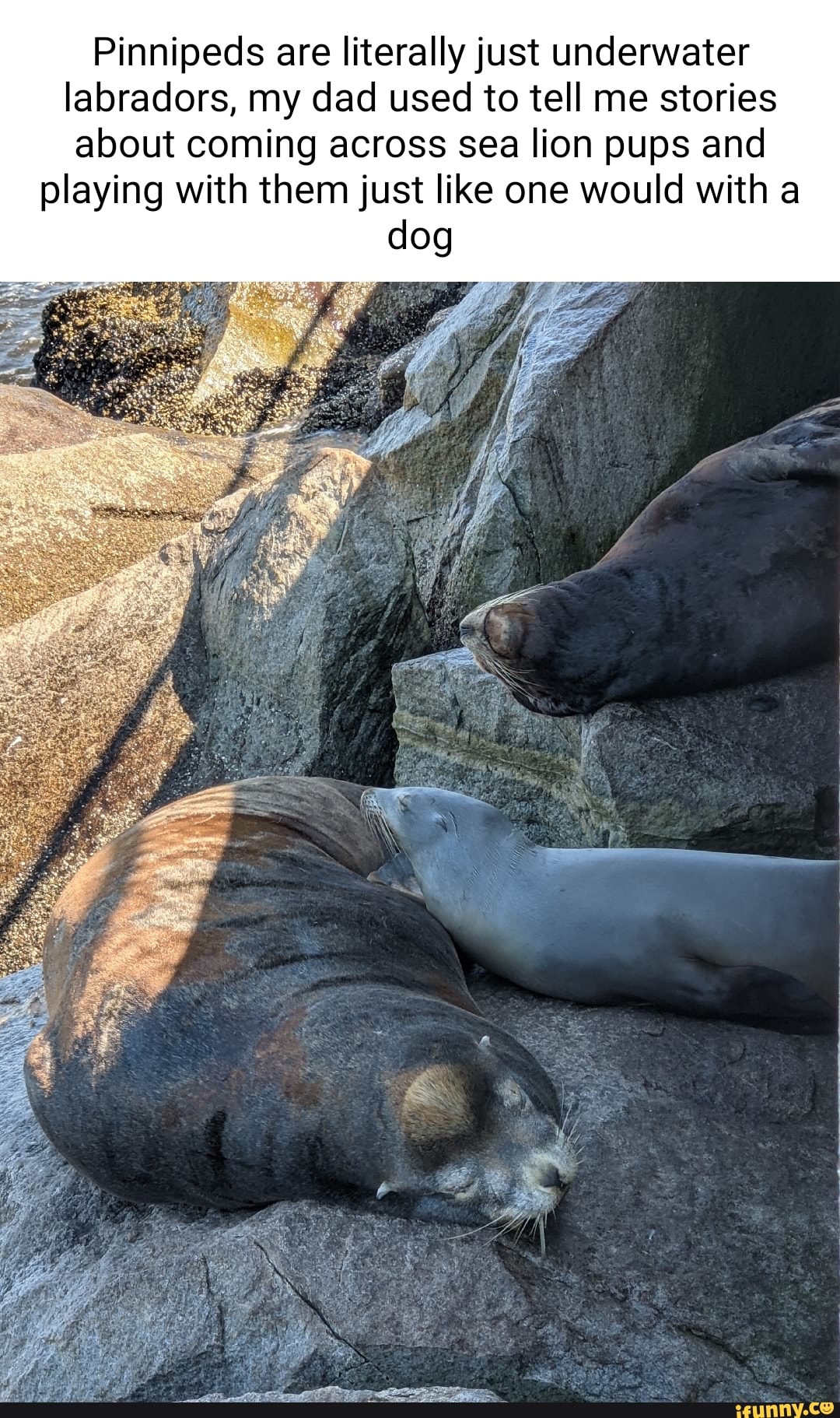 Pinnipeds are literally just underwater labradors, my dad used to tell ...