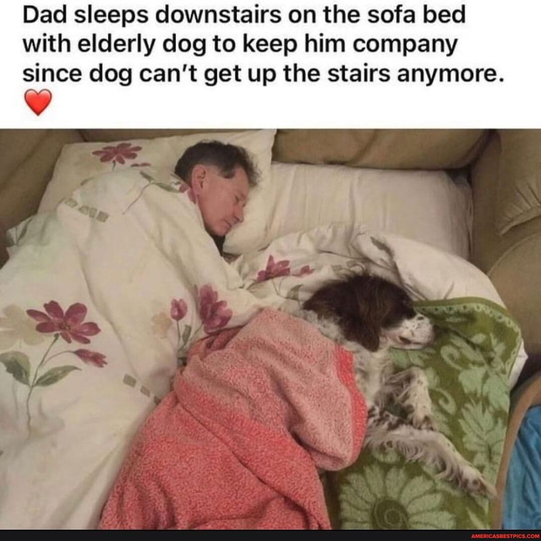 Dad sleeps downstairs on the sofa bed with elderly dog to keep him company since dog can't get up the stairs anymore.