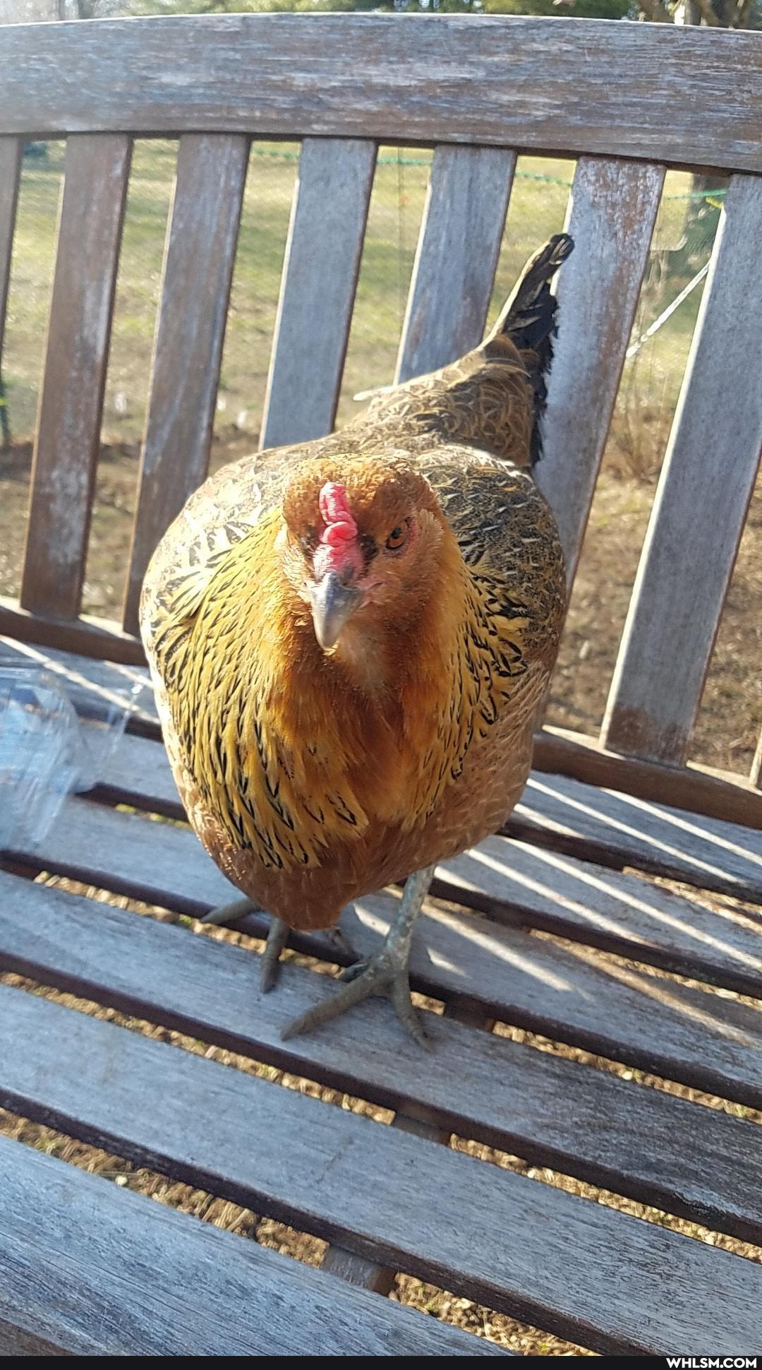 happy_birthday, pets, ilovemychickens, hypevote