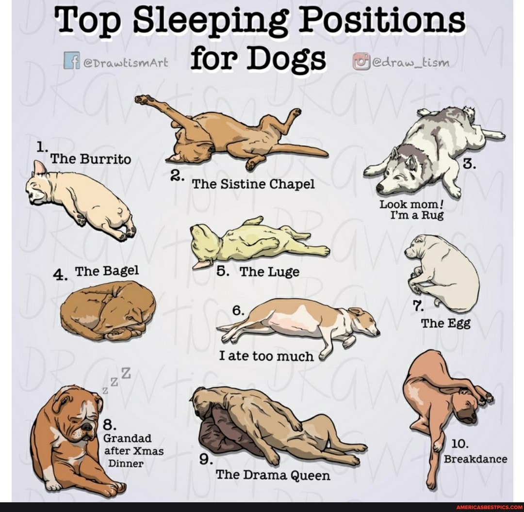 Top Sleeping Positions for DOSS
1.
The Burrito
2. The sistine Chapel
Look I'm mom! Rug
"S Ose,
4, The Bagel 5. The Luge ate too much
8.
Grandad
after Xmas
Dinner
The Drama Queen