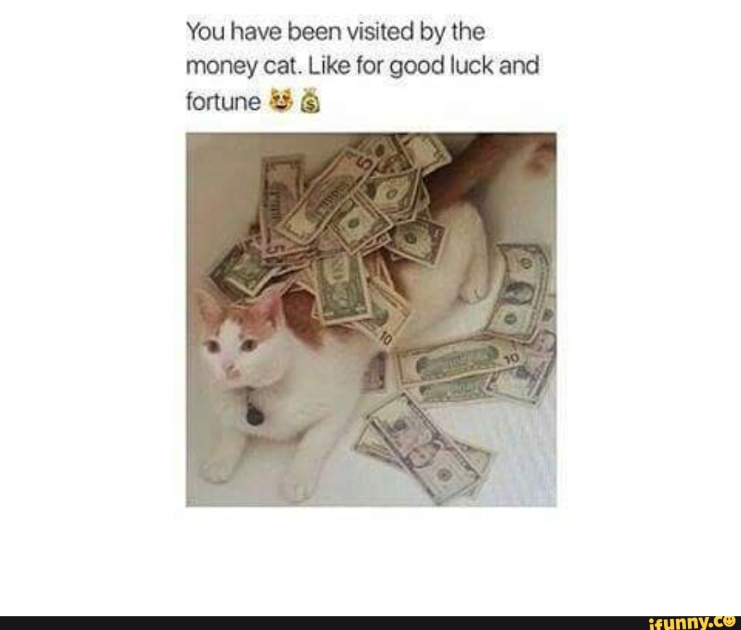 the money cat