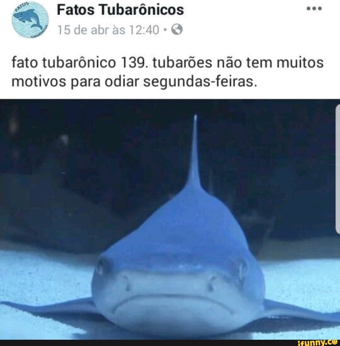 fato tubarônico 139. tubarões não tem muitos
motivos para odiar segundas-feiras.