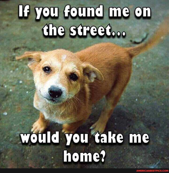 If you found me on the street...
would you take me heme?