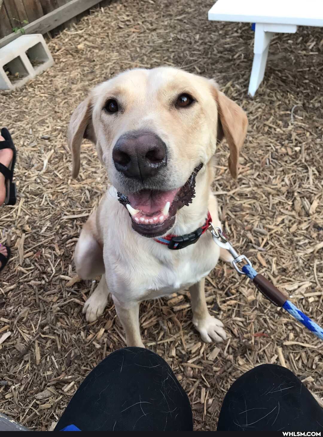 dog, help_me_imgur, advice_animals