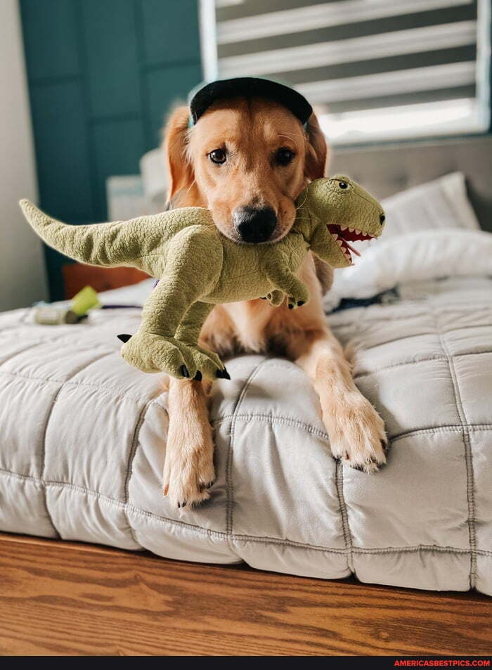got, golden, retriever, knowing, require, mouth