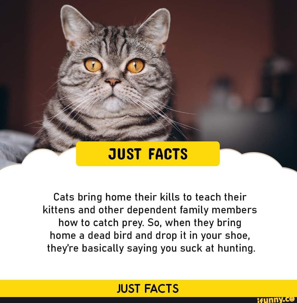 JUST FACTS Cats bring home their kills to teach their kittens and other ...