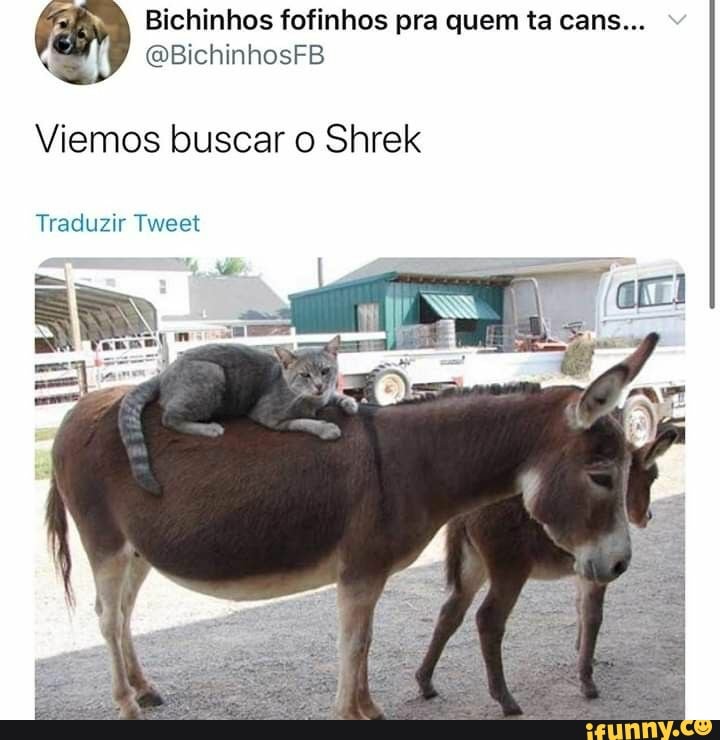 Bichinhos fofinhos pra quem ta cans...
q
@BichinhosFB
Viemos buscar o Shrek
Traduzir Tweet
wee