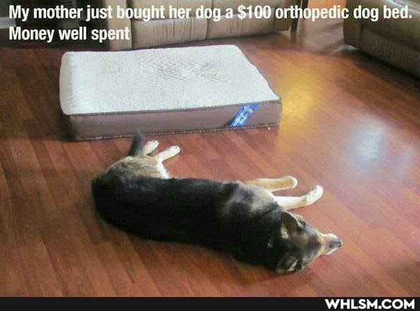 My mother fust bought fer deg $160 orihonedis dag bed.
Money well spent