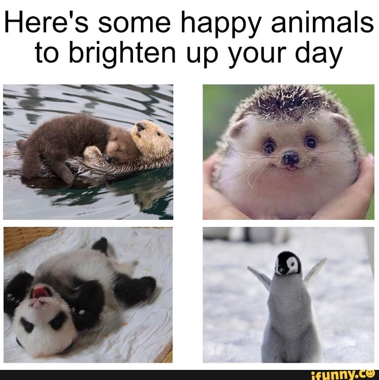 Here's some happy animals to brighten up your day