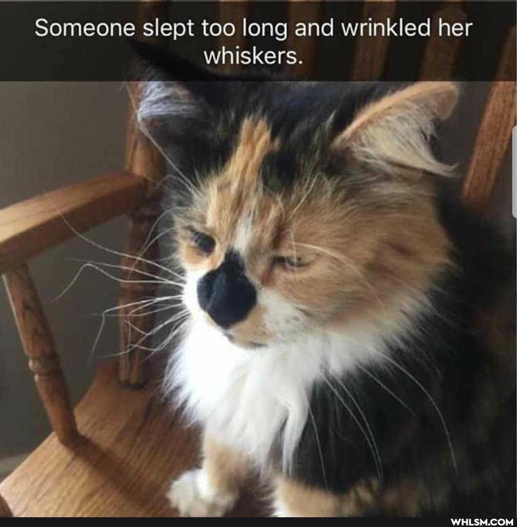 Someone slept too long and wrinkled her whiskers.