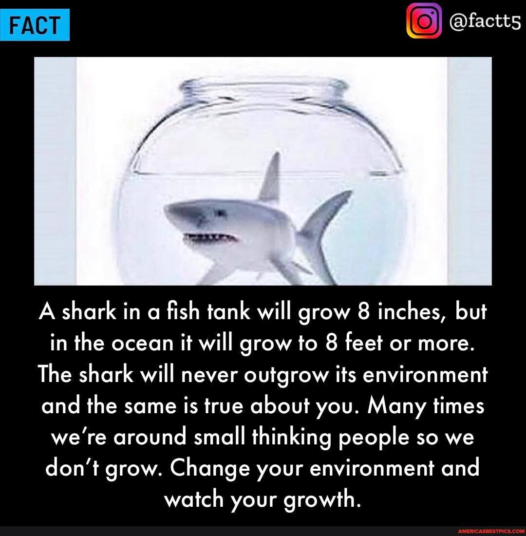 Fact A Shark In A Fish Tank Will Grow 8 Inches, But In The Ocean It