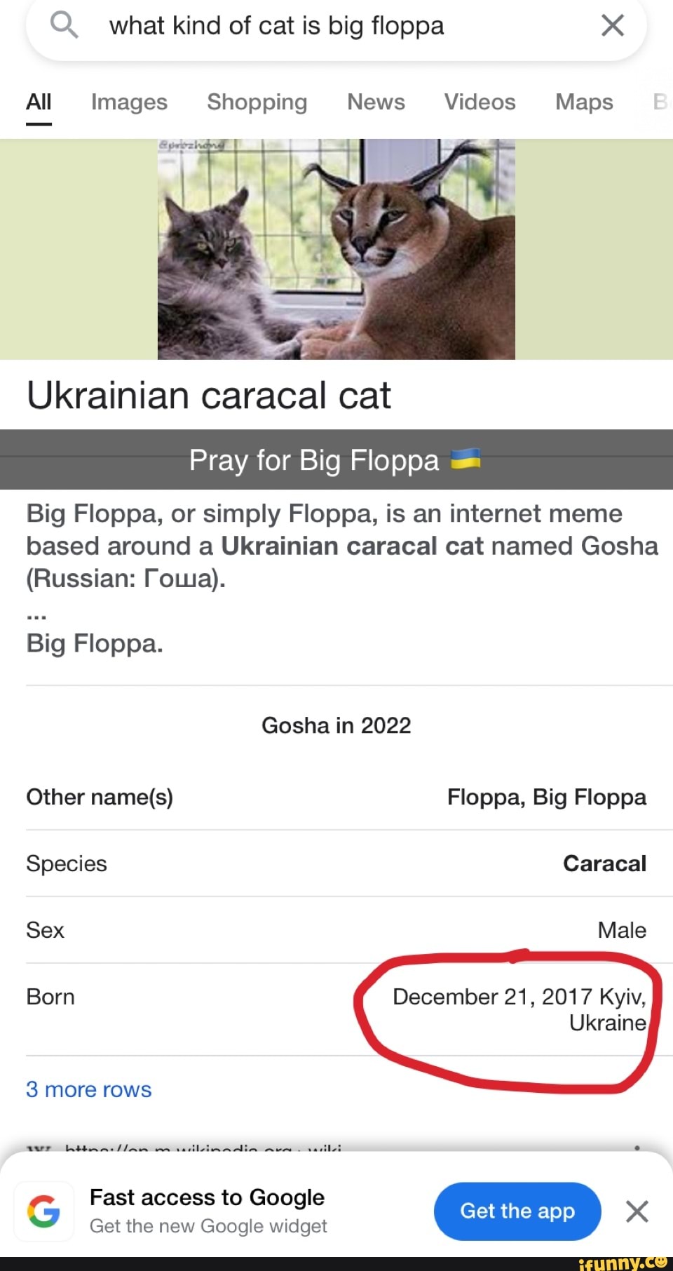 Image of a cat named floppa