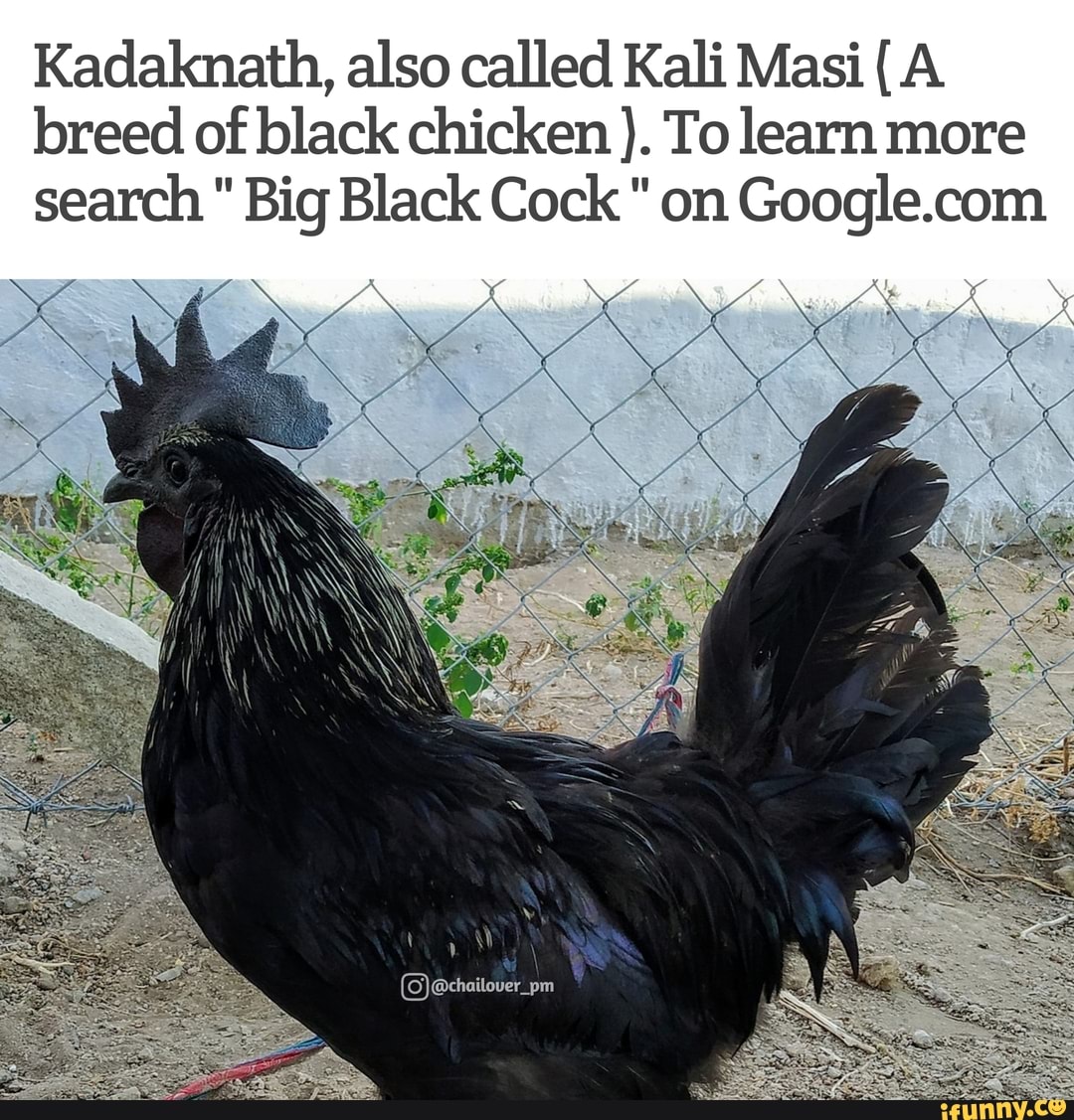 Kadaknath, also called Kali Masi (A breed of black chicken To learn more  search 