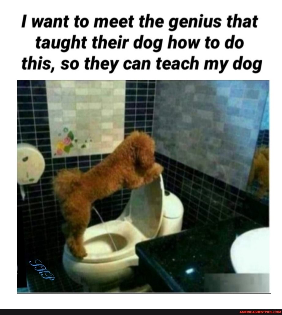 want to meet the genius that taught their dog how to do this, so they can teach my dog