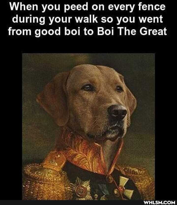 When you peed on every fence during your walk so you went from good boi to Boi The Great