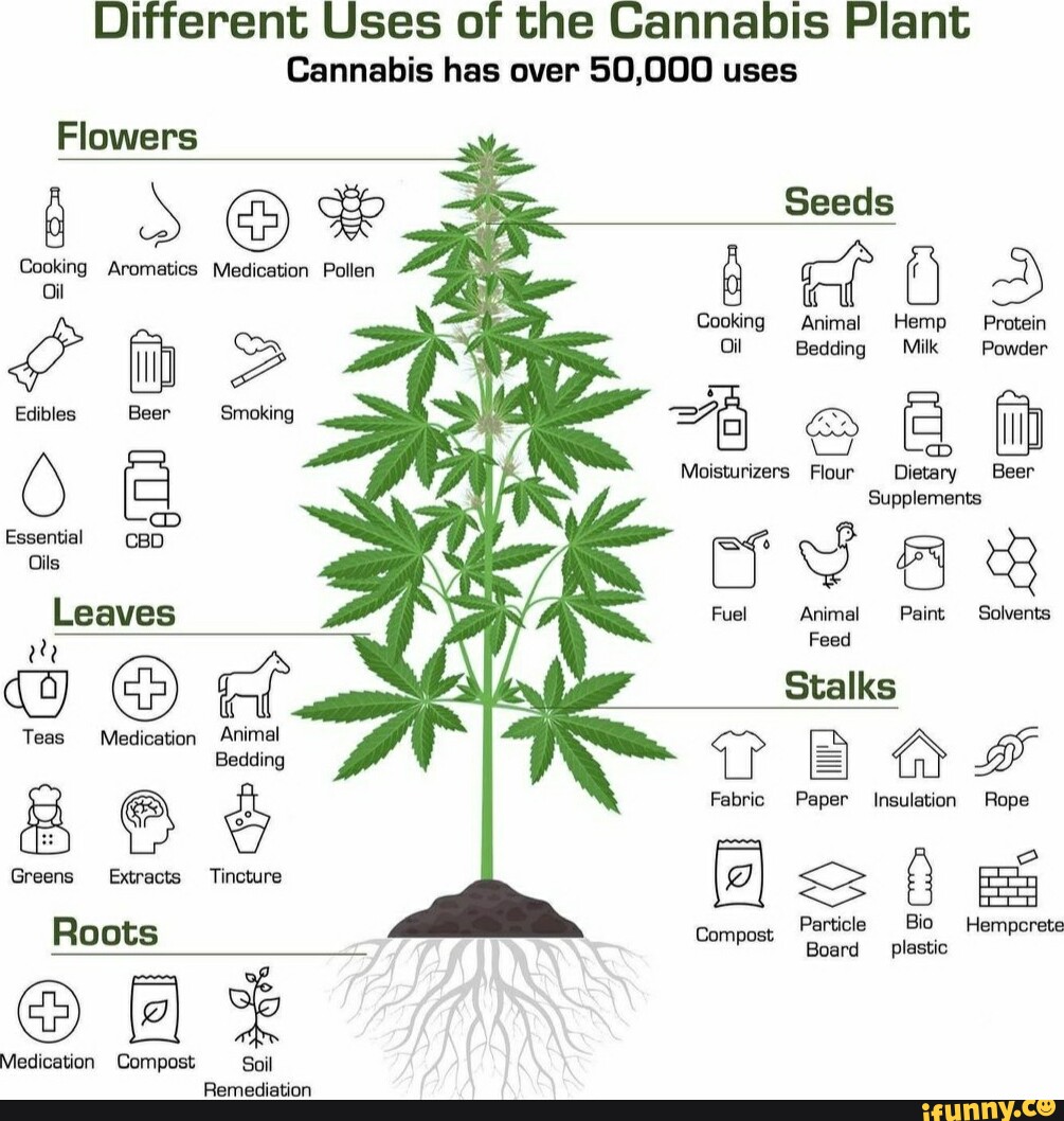 Different Uses of the Cannabis Plant Cannabis has over 50,000 uses ...