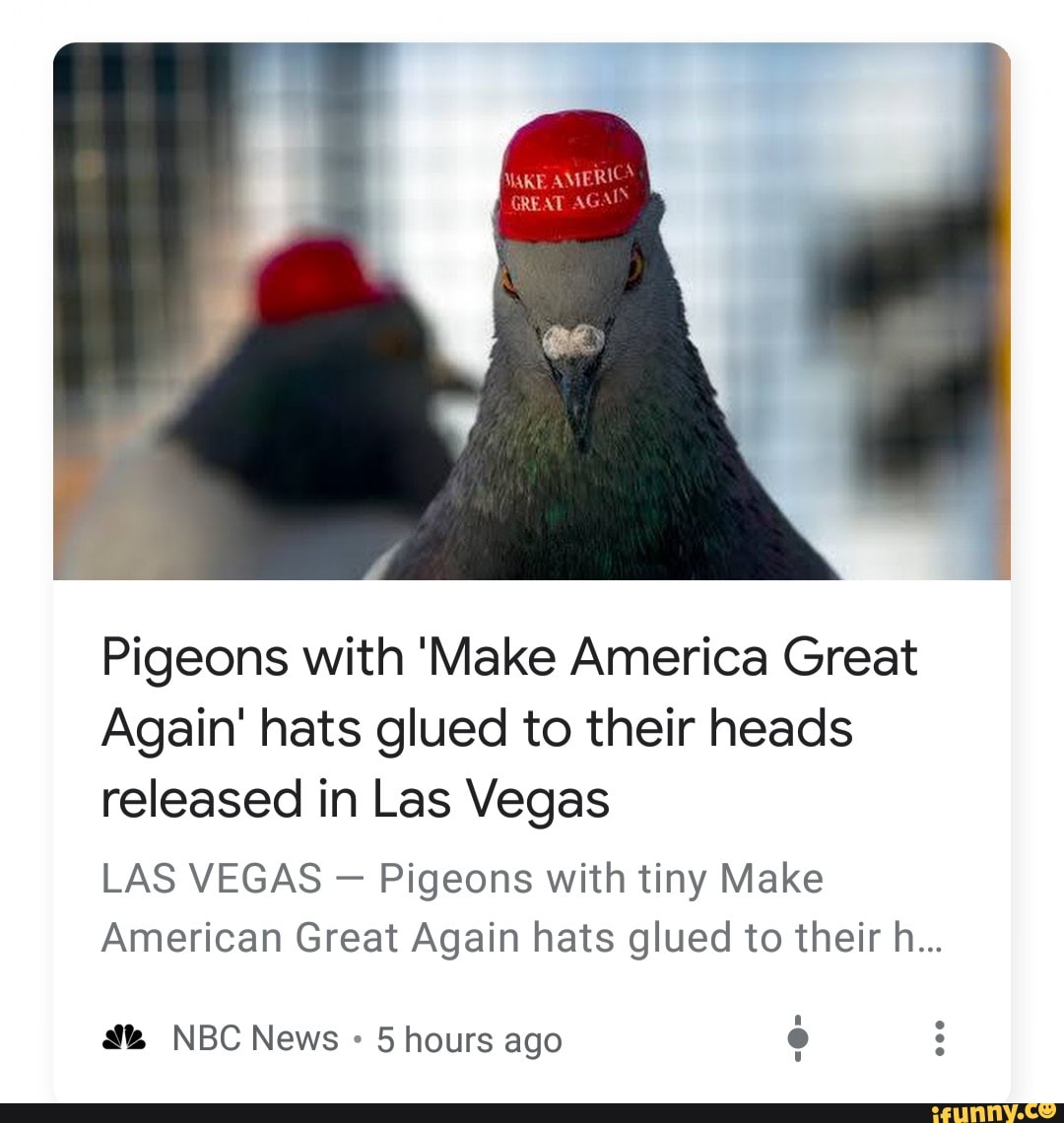 Pigeons with 'Make America Great
Again' hats glued to their heads
released in Las Vegas
LAS VEGAS Pigeons with tiny Make
American Great Again hats glued to their h...
at NBC News 5 hours ago
6