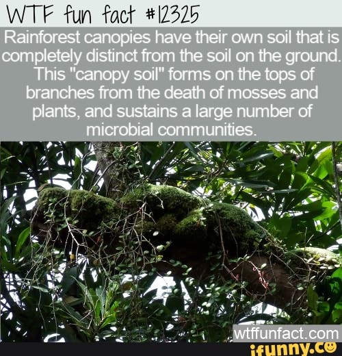 Fun Rainforest canopies have their own soil that is completely distinct ...