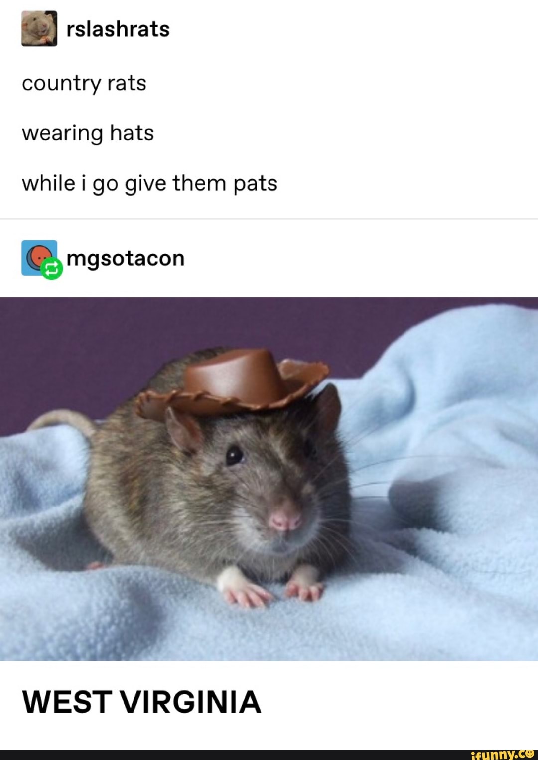 Rslashrats country rats wearing hats while i go give them pats