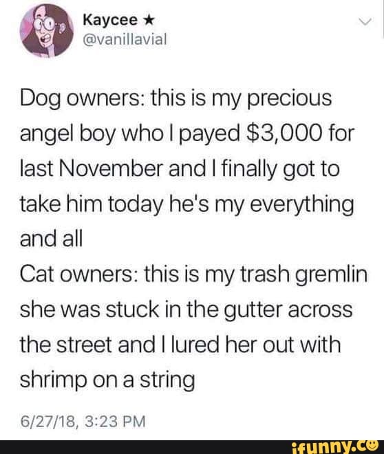 Kaycee
Dog owners: this is my precious angel boy who I payed $3,000 for last November and I finally got to take him today he's my everything and all
Cat owners: this is my trash gremlin she was stuck in the gutter across the street and I lured her out with shrimp on string
PM