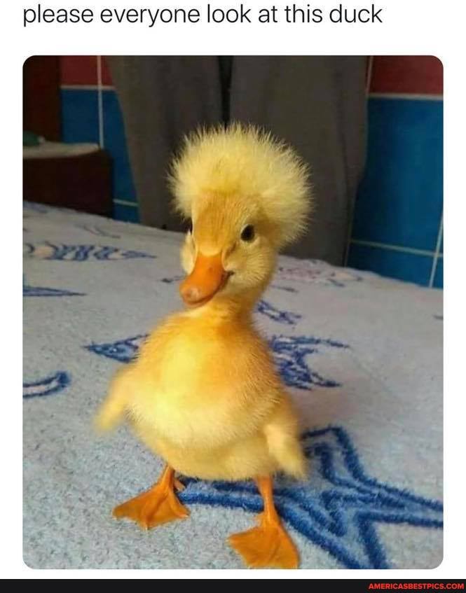please everyone look at this duck
