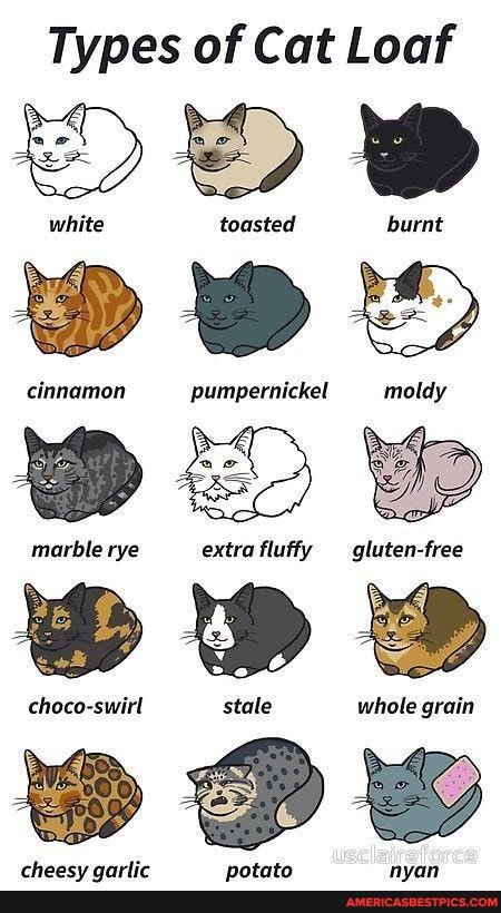 Types of Cat Loaf
white toasted burnt cinnamon pumpernickel moldy marble rye extra fluffy gluten-free choco-swirl stale whole grain
Pe