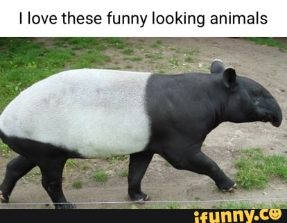 funny looking animals with captions