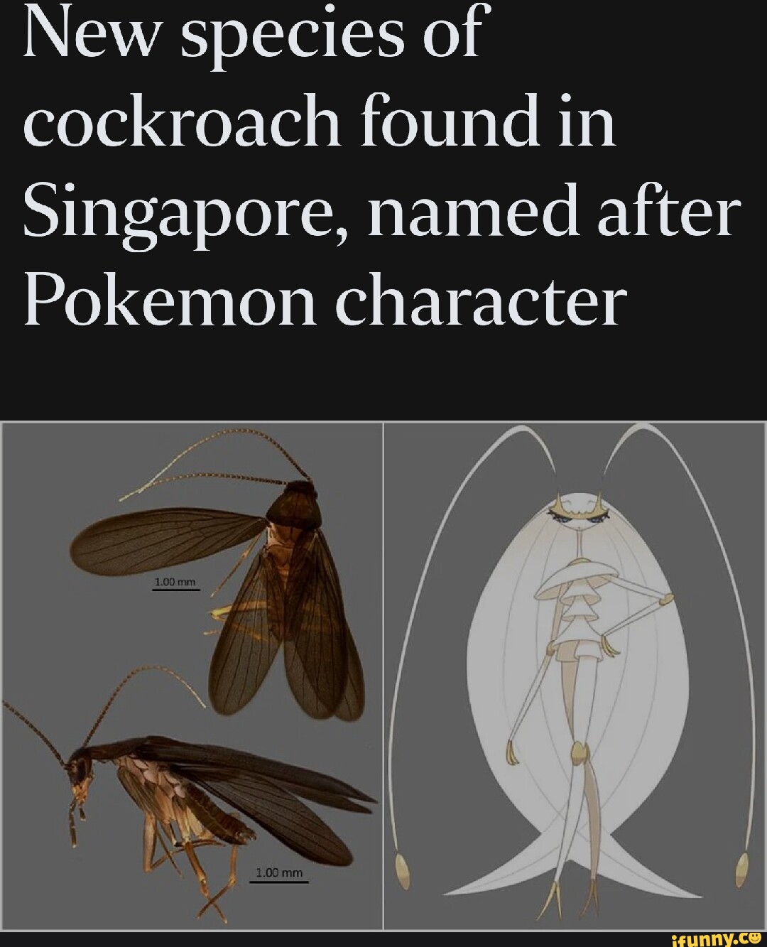 Pokemon Just Inspired The Name Of A New Cockroach