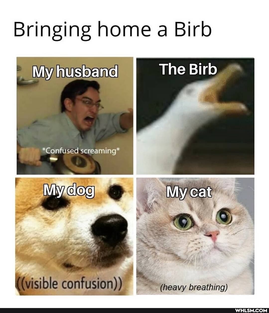 Bringing home a Birb
_ My husband The Birb
"Confused screaming*
Wisible confusion) I (heavy breathing)