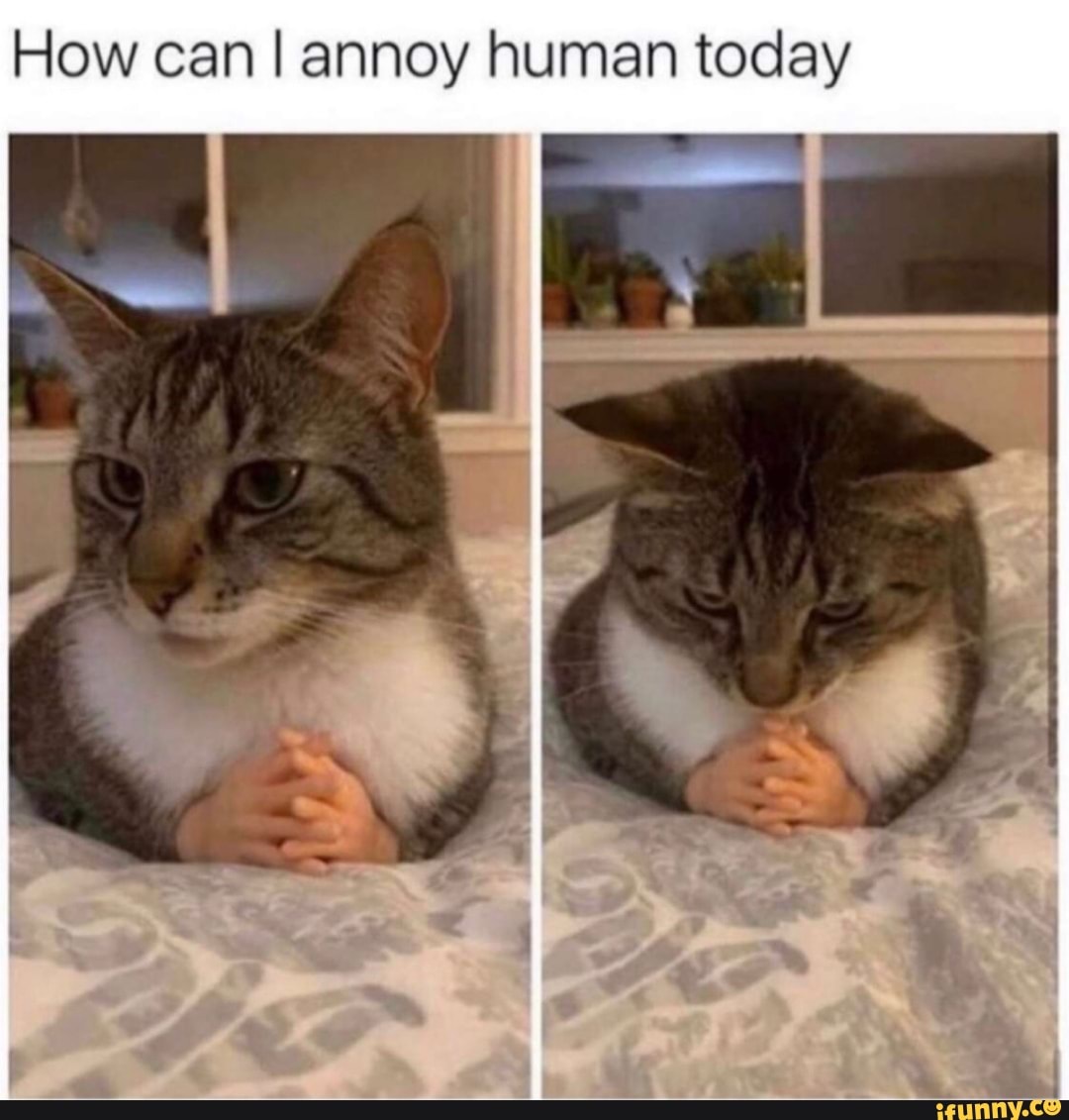 How can I annoy human today