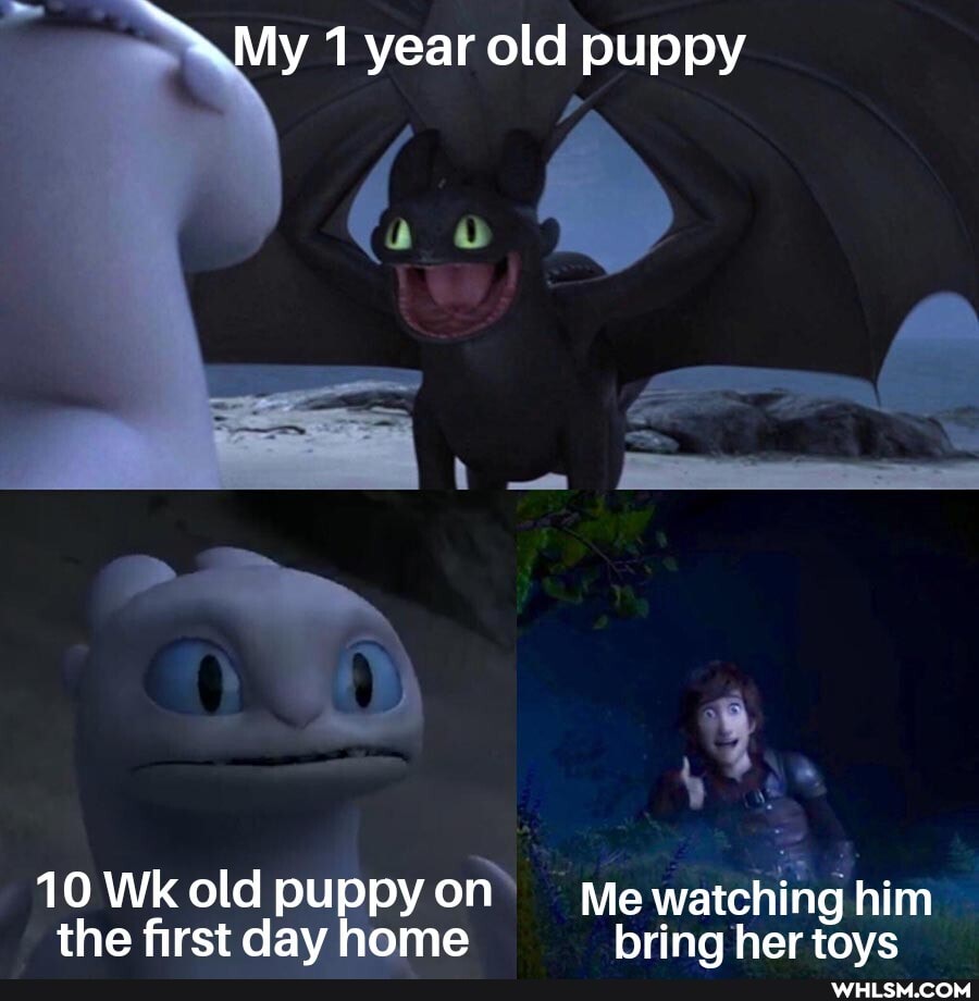 My 1 year old puppy
10 Wk old puppy on I Me watching him the first dav home bring her tove
