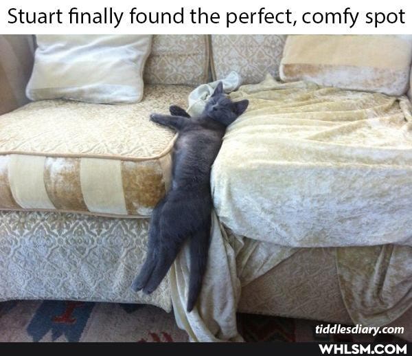 Stuart finally found the perfect, comfy spot