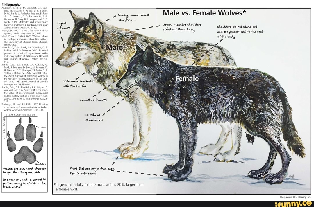 a dogs ears compared to a wolfs ears