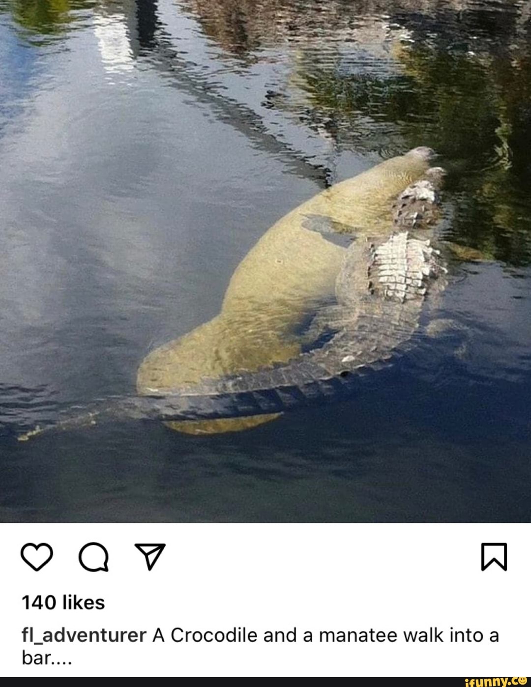 Ss Av Al 140 Likes Fl Adventurer A Crocodile And A Manatee Walk Into A 