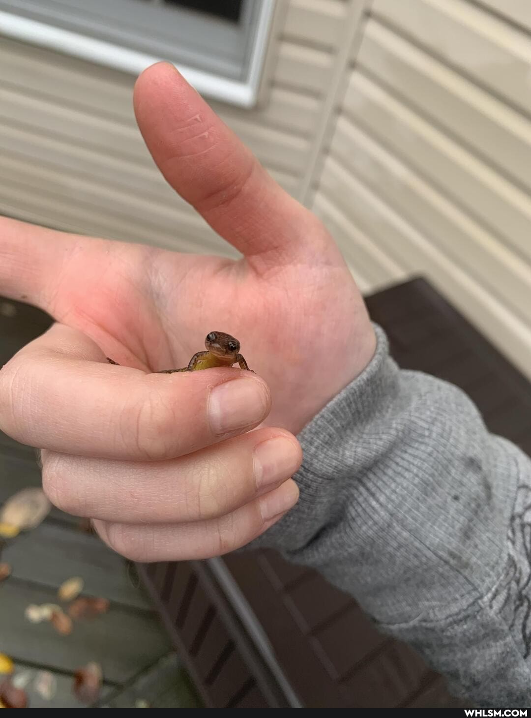 mildly_interesting, adorable, baby_animals, cutie, salamander