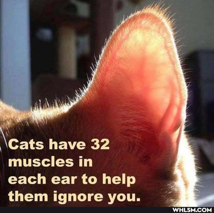 Cats have 32 muscles in
each ear to help them ianore wan