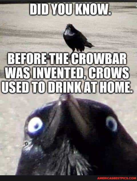 DID YOU KNOW.
BEFORE THE GROWBAR WAS INVENTED, CROWS USED TG DRINK AT HOME.