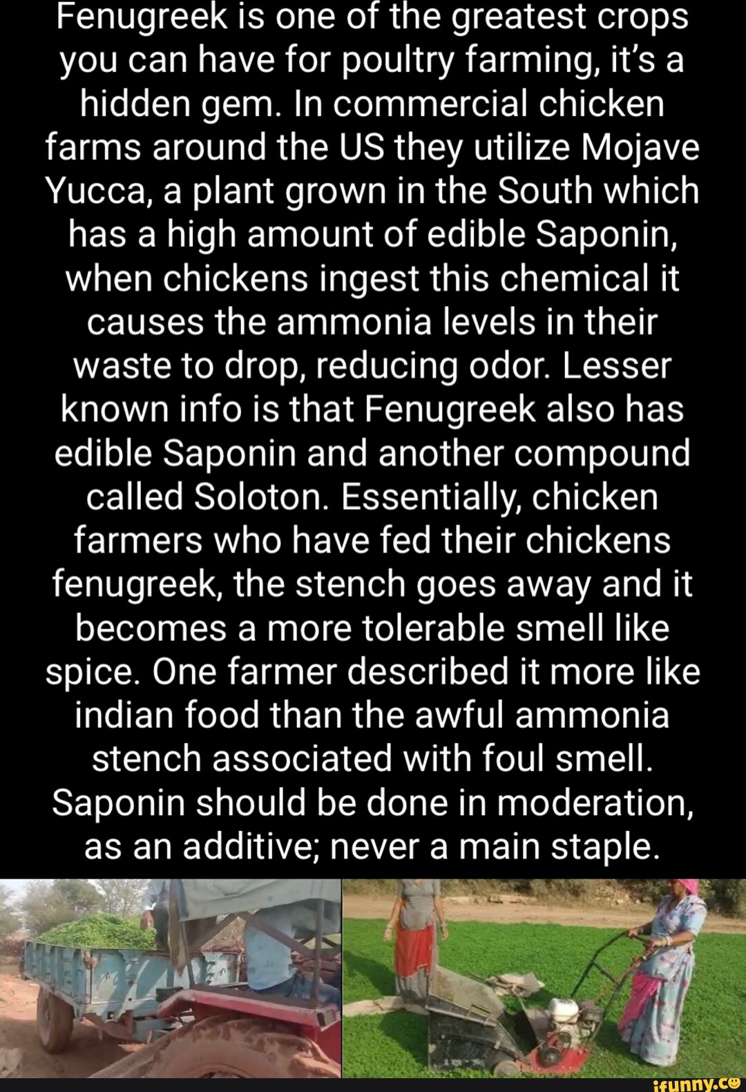 Fenugreek is one of the greatest crops you can have for poultry farming