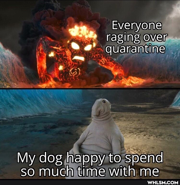 Everyone
raging over quarantine
My dog happy to spend
eA
mich time with me