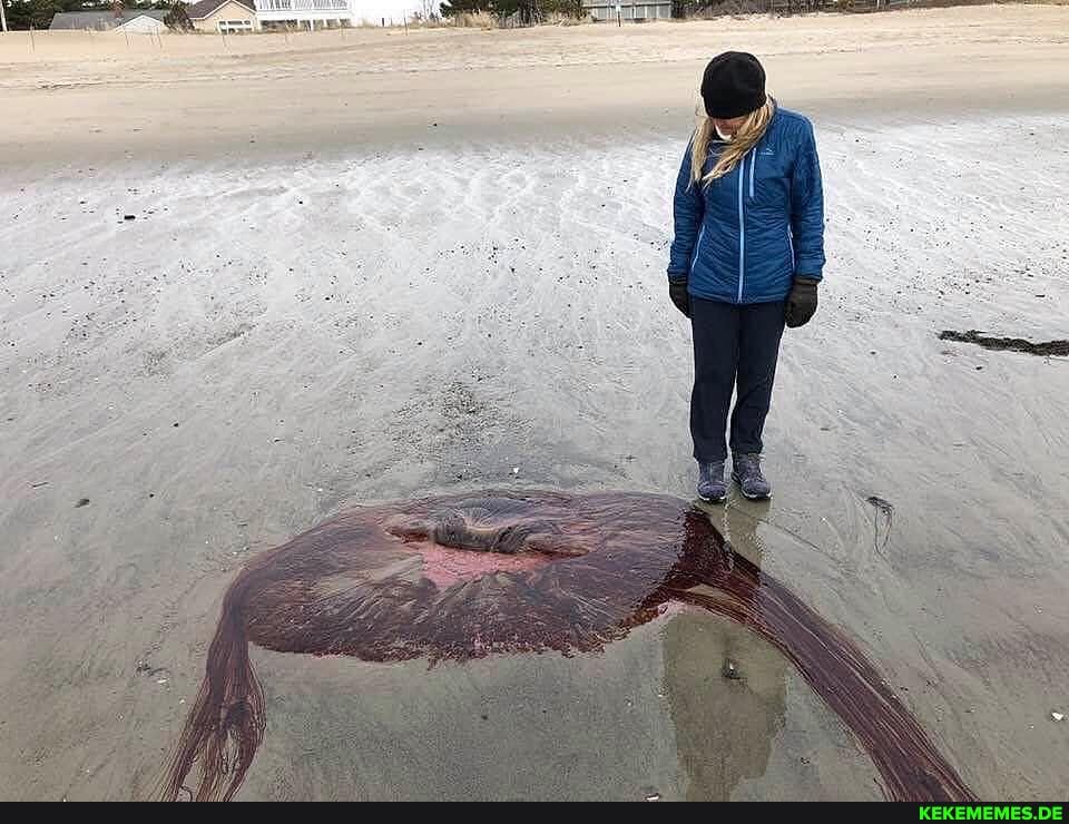 lion, mane, jellyfish, washed, beach, maine