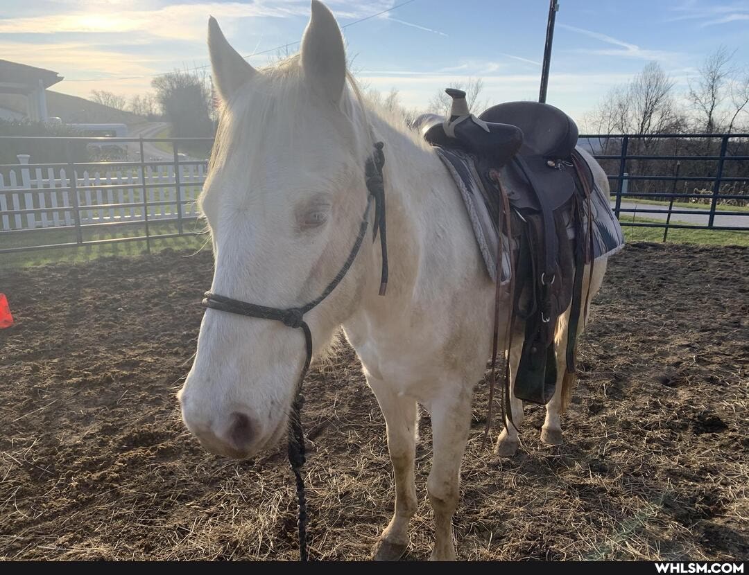 mildly_interesting, horse, horsing_around, horses