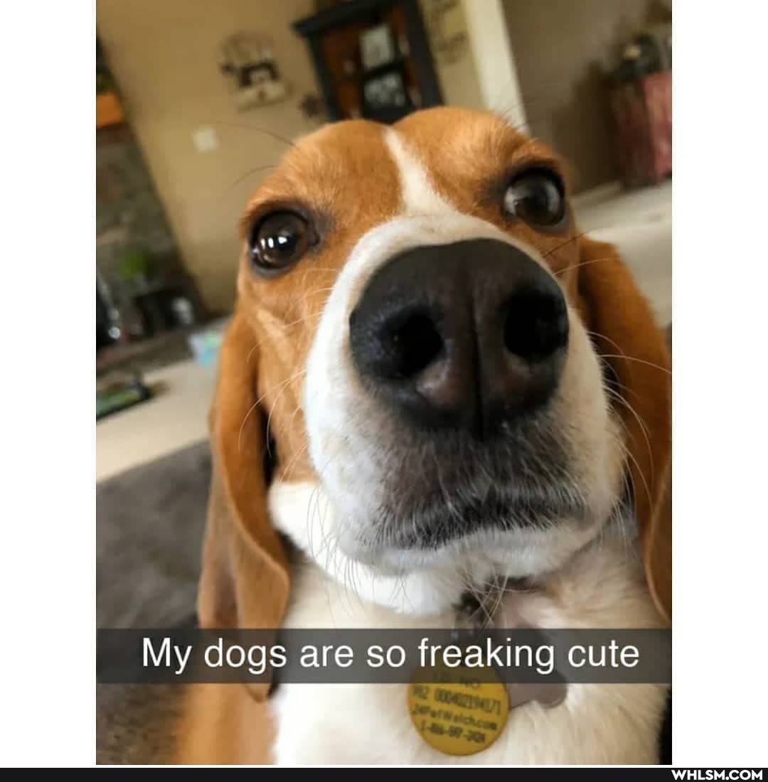 My dogs are so freaking cute